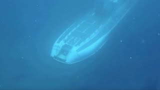 Spooky moment Submarine passes beneath scuba divers [upl. by Whelan609]