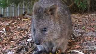 The Incredibly cute camera sniffing Quokkas from Rottnest Island [upl. by Salisbarry]