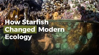 How Starfish Changed Modern Ecology [upl. by Ernaline183]