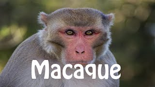 How To Pronounce Macaque [upl. by Odrude]