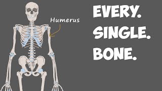 11 NATURAL Ways To Build amp Strengthen HEALTHIER Bones [upl. by Odradlig]