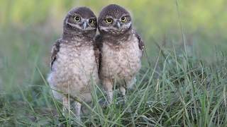 Best Baby Burrowing Owls Ever [upl. by Adamec]