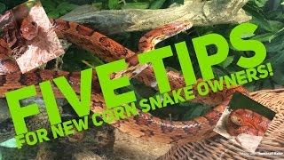 5 Tips For New Corn Snake Owners [upl. by Hadias]