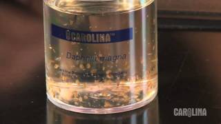 How to Care for Daphnia [upl. by Ecirehc266]