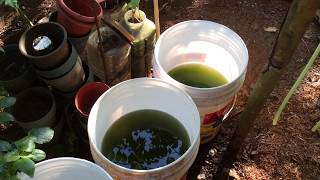 How to grow Green Water Algae [upl. by Atiniv485]