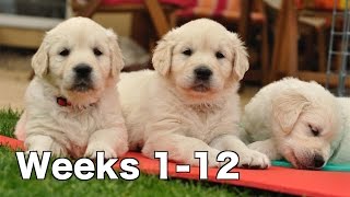 Golden Retriever Puppy Dogs Growing Weeks 112 [upl. by Mehalick]