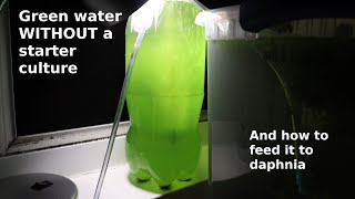 Green Water WITHOUT a Starter Culture  From Scratch  How To [upl. by Wallis]