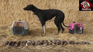 Trained Mink and Dog Catch 25 rats [upl. by Adnilasor]