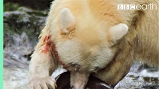 Greatest Fights In The Animal Kingdom Part 2  BBC Earth [upl. by Anas243]