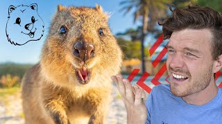 Quokkas Throw Their Babies At Predators To Defend Themselves  SOLVED  Quokka Hub [upl. by Langer]