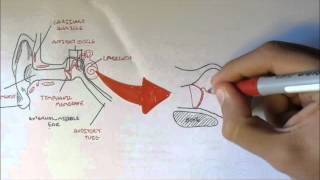 Ear Anatomy [upl. by Patrick]