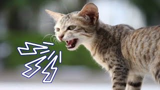 Male Cat Calling Female  Male Cat In Heat Sounds  Cat Mating Call Sounds [upl. by Llenyl450]