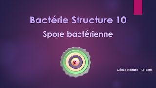 Bactérie Structure 10 SPORE BACTERIENNE [upl. by Agrippina]