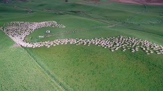 Mesmerising Mass Sheep Herding [upl. by Salkin]