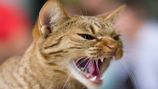 Male Cat Calling Female  Male Cat In Heat Sounds  Cat Mating Call Sounds [upl. by Avahc]