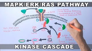 MAPKERK Signaling Pathway [upl. by Yevi143]