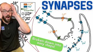 Synapses  Broken down into simple steps [upl. by Abrahams959]