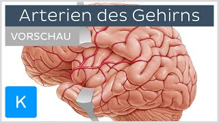 Arterien des Gehirns Äste und Versorgungsgebiete Vorschau  Kenhub [upl. by Ula]