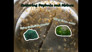 How To Culture Daphnia and Moinas using Green Water Spirulina powder [upl. by Neona720]