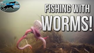 How to catch Fish with Worms  TAFishing [upl. by Ynnel243]