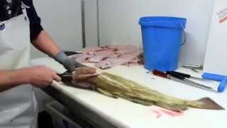 How To Fillet A Cod Fish [upl. by Stralka]