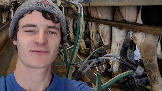 Milking Cows on my Family Dairy Farm [upl. by Drazze]