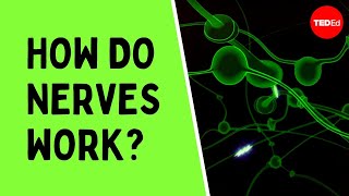 How do nerves work  Elliot Krane [upl. by Tiossem]