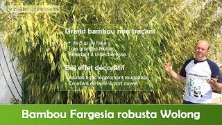 Fargesia robusta Wolong [upl. by Anwahs]