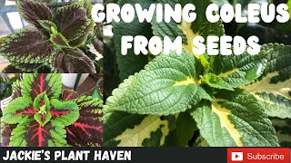 Growing Coleus From Seeds [upl. by Jovia]