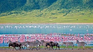 Adventure Highlight Ngorongoro Crater Africa [upl. by Gardel779]