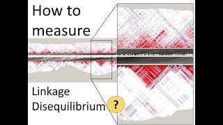 How to measure Linkage disequilibrium LD  Genomics [upl. by Boles]