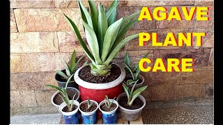 Agave plant care  propagation  Rejuvenation [upl. by Kcirrad851]