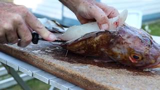 Rock Cod Cleaning and Filleting [upl. by Aicelf629]