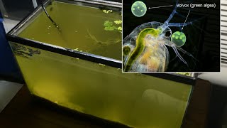 Raising Daphnia for the Freshwater Aquarium [upl. by Yalahs]