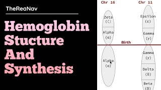 Hemoglobin Stucture and Synthesis [upl. by Osric195]