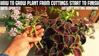 How to Grow Coleus From Cuttings WITHOUT ROOTING HORMONE [upl. by Silera]