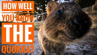 Quokka  Description Characteristics and Facts [upl. by Atteynod]