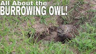 BURROWING OWL facts and information [upl. by Ahsam]