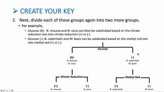 Dichotomous Key  Create [upl. by Osnola]