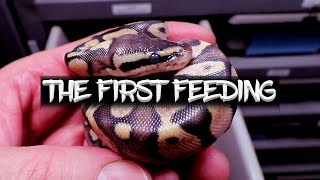 Feeding Ball Python Hatchlings First Time After Hatching [upl. by Yduj237]