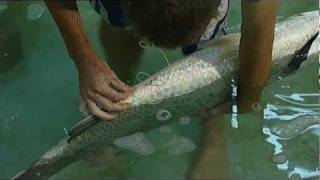 Escape Fishing with ET the lifecycle of Barramundi Series 11 Clip [upl. by Cordey]