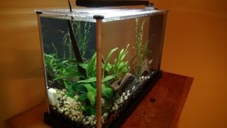 Fluval Spec 5 gallon Unboxing amp Setup [upl. by Elonore]