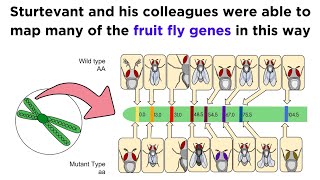 Gene Linkage and Genetic Maps [upl. by Harcourt27]