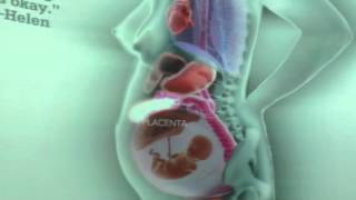 Internal Organs Throughout Pregnancy [upl. by Elurd]