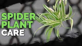 Spider Plant Care How To Grow Chlorophytum Comosum [upl. by Esnofla]