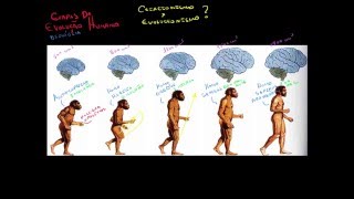 Etapas da Evolução Humana  PréHistória Geral 3 [upl. by Cony899]