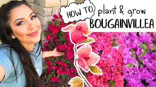 How to Plant amp Grow Bougainvilleas EASY Blooming amp Gardening Tips [upl. by Zetta]