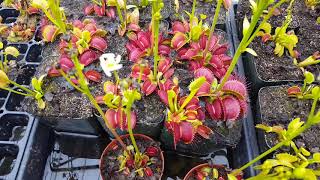 The Ultimate Venus Flytrap Care And Info Guide [upl. by Bocyaj]