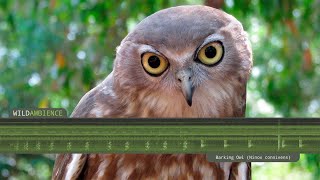 Barking Owl  Sounds amp Calls [upl. by Athiste859]