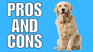 GOLDEN RETRIEVER Pros amp Cons Shocking [upl. by Eneja]